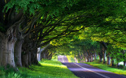 绿树公路风景图片