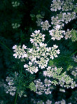 香菜花图片