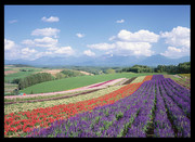 薰衣草花海景色