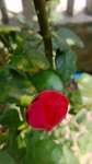 月季花摄影图片