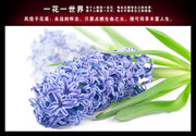 蓝色风信子图片