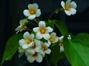 白色桐花图片