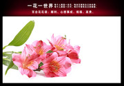粉百合图片