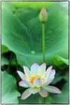 夏日白莲花图片