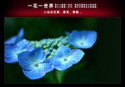 蓝色八仙花图片