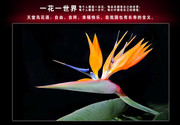 天堂鸟花图片
