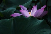 夏日荷花高清图片