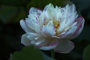 夏日荷花摄影