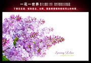 紫色丁香花背景图片