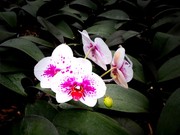 色彩斑斓的蝴蝶兰图片