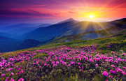 满山杜鹃花图片 太阳落山的图片 