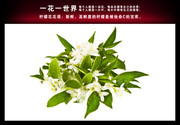柠檬花图片 绿叶白花