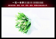 白色满天星花图片