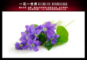 藏红花高清图片