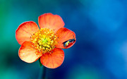 蜜蜂花卉图片