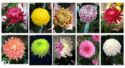 菊花图片10张