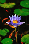 紫蓝色荷花图片 新品莲花摄影
