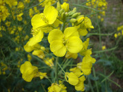 油菜花特写照片 