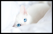 白色猫咪摄影图片