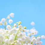铃兰花特写照片 