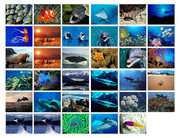 海洋生物图片素材