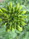 野生绿色植物图片