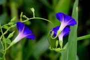 蓝紫色牵牛花大图