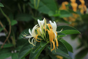金银花照片