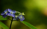 鲜花桌面壁纸下载