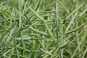 成熟的油菜图片素材