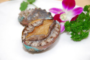 鲍鱼特写照片