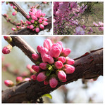 桃花特写镜头图片