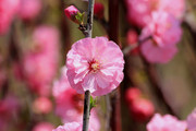 樱花特写照片
