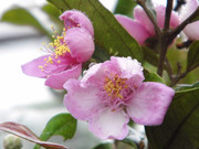 粉红花朵特写照片