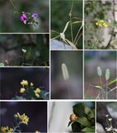 花花草草摄影图片