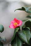 山茶花高清图片