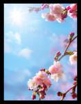唯美桃花摄影图片