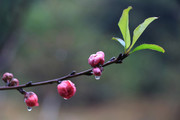 开春桃花摄影图片