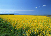 油菜花田图片素材