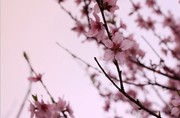 暖春桃花图片
