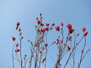 紫玉兰花图片下载