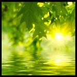 ˮ����ҶͼƬ�ز�