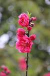春天桃花开图片