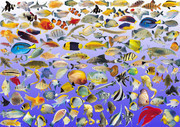 海洋生物图片素材