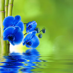 蓝色蝴蝶兰 水中倒影图片