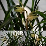 兰花特写照片