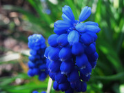 蓝色花朵照片