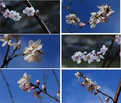 春天桃花摄影图片