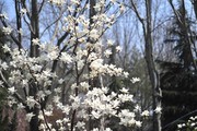 白色玉兰花摄影图片