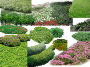 绿植花圃图片素材